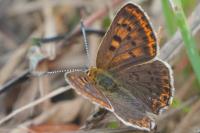 Lycaena tityrus
