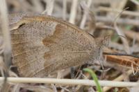 Maniola jurtina