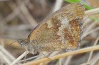 Pyronia tithonus