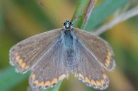 Polyommatus icarus
