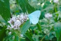 Celastrina argiolus