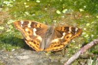 Apatura ilia