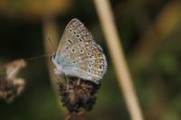 Polyommatus icarus