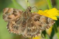 Carcharodus alceae