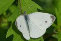 Pieris napi
