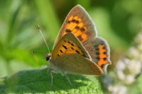 Lycaena phlaeas