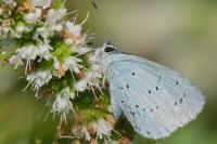 Celastrina argiolus