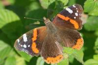 Vanessa atalanta