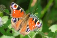Aglais io