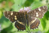 Araschnia levana