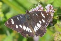Limenitis reducta