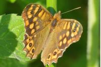 Pararge aegeria