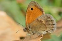 Coenonympha pamphilus