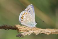 Polyommatus icarus