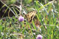Papilio machaon