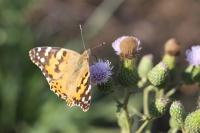Vanessa cardui