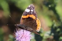 Vanessa atalanta