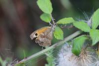 Pyronia tithonus