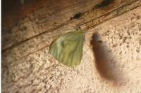 Pieris napi