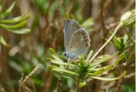 Polyommatus icarus