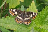 Araschnia levana