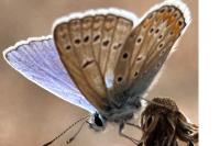 Polyommatus icarus