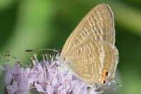 Lampides boeticus