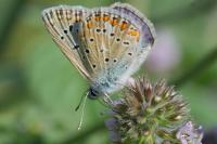 Polyommatus icarus