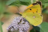 Colias crocea