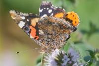 Vanessa atalanta