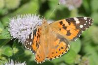 Vanessa cardui