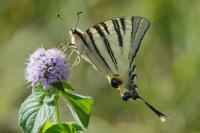 Iphiclides podalirius