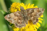 Carcharodus alceae