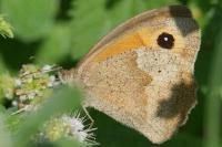 Maniola jurtina