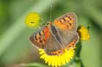 Lycaena phlaeas
