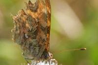 Polygonia c-album