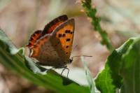 Lycaena phlaeas