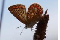 Polyommatus icarus