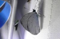 Celastrina argiolus