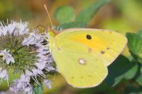 Colias crocea