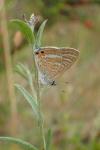 Lampides boeticus