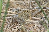 Lasiommata megera