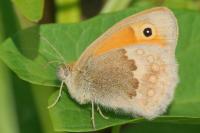 Coenonympha pamphilus
