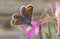Aricia agestis
