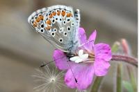 Aricia agestis