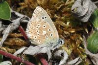 Lysandra bellargus