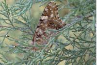Vanessa cardui