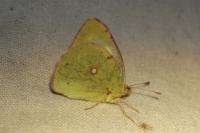 Colias crocea