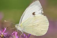Pieris brassicae