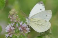 Pieris napi